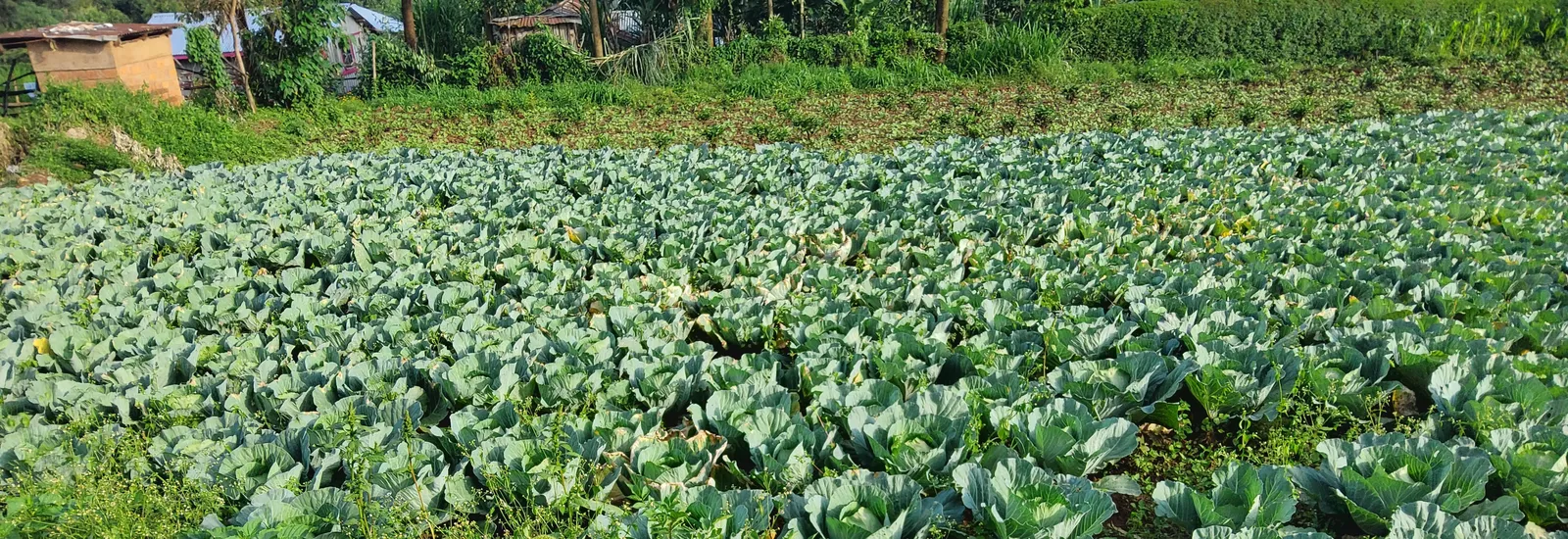 Cabbages