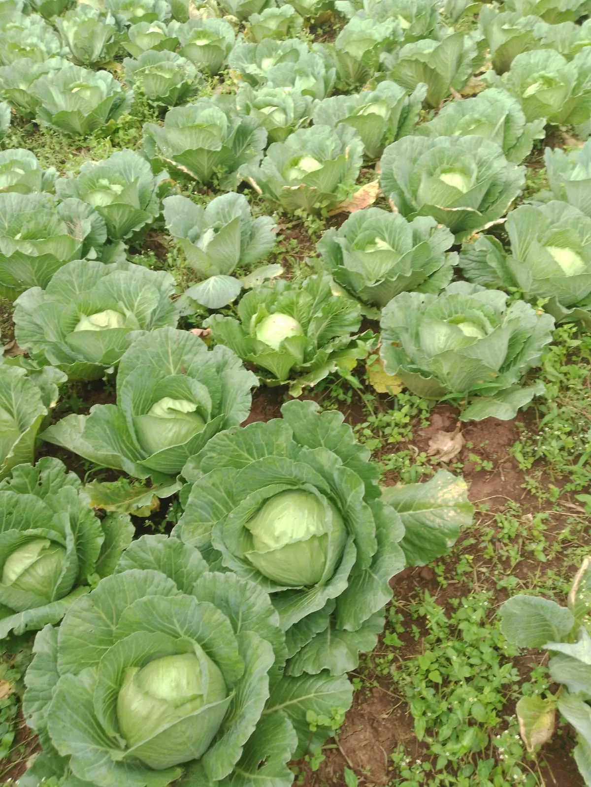 Cabbages