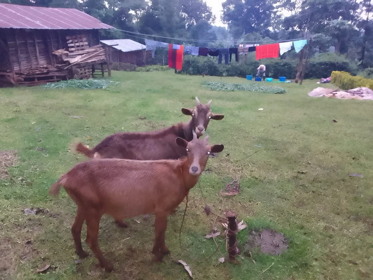 Dairy goat