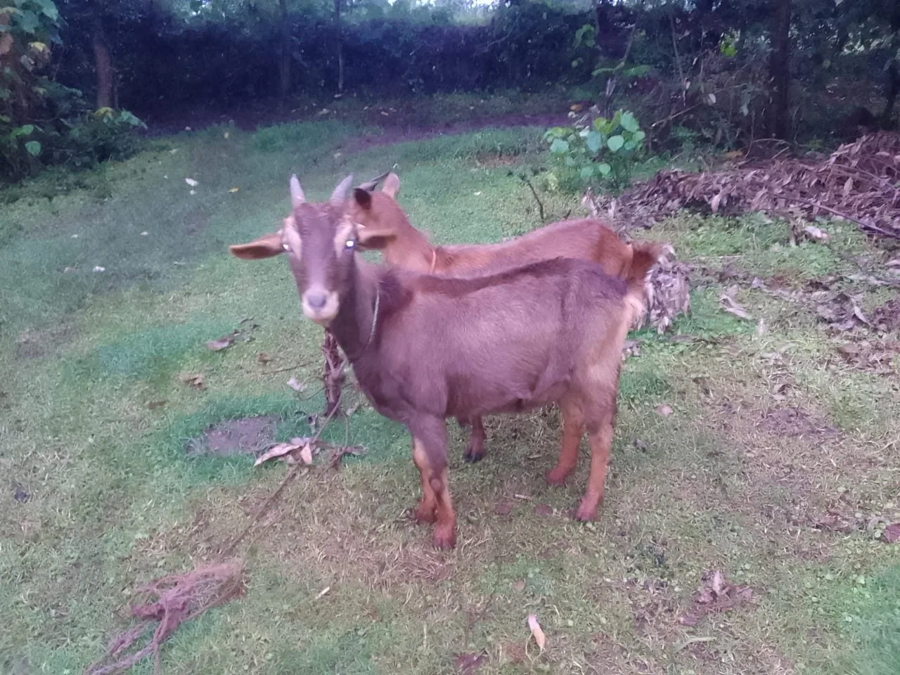 Dairy goat