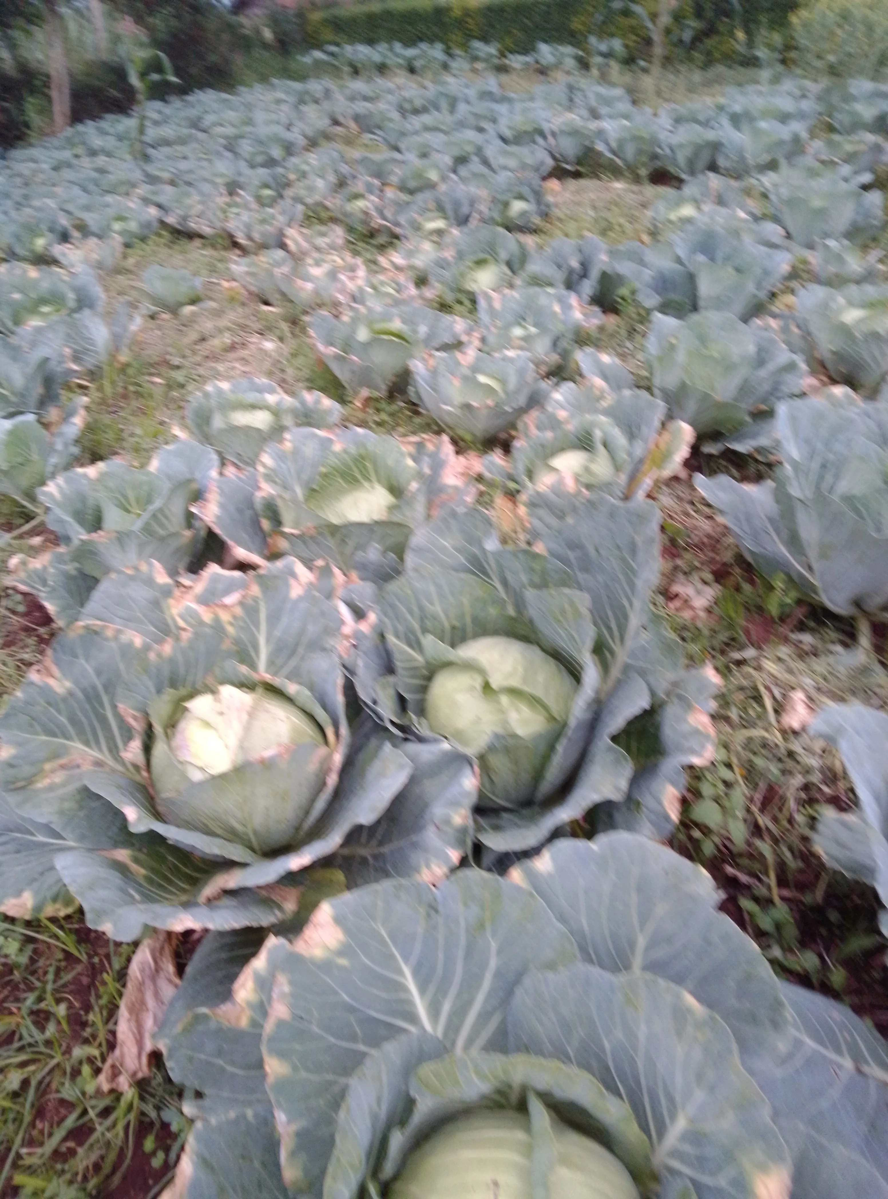 Cabbages
