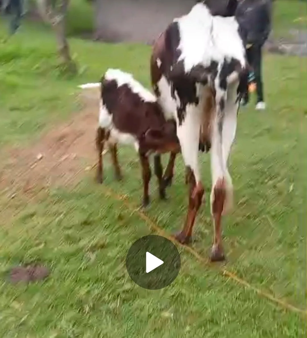 Dairy cow