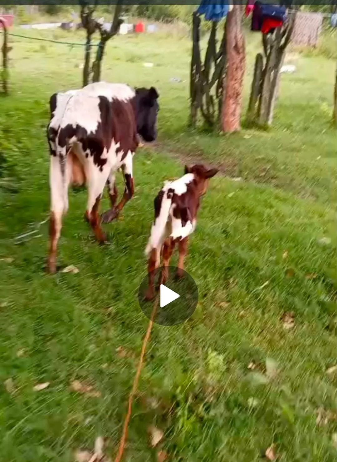 Dairy cow