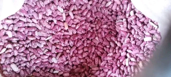 Rosecoco Beans