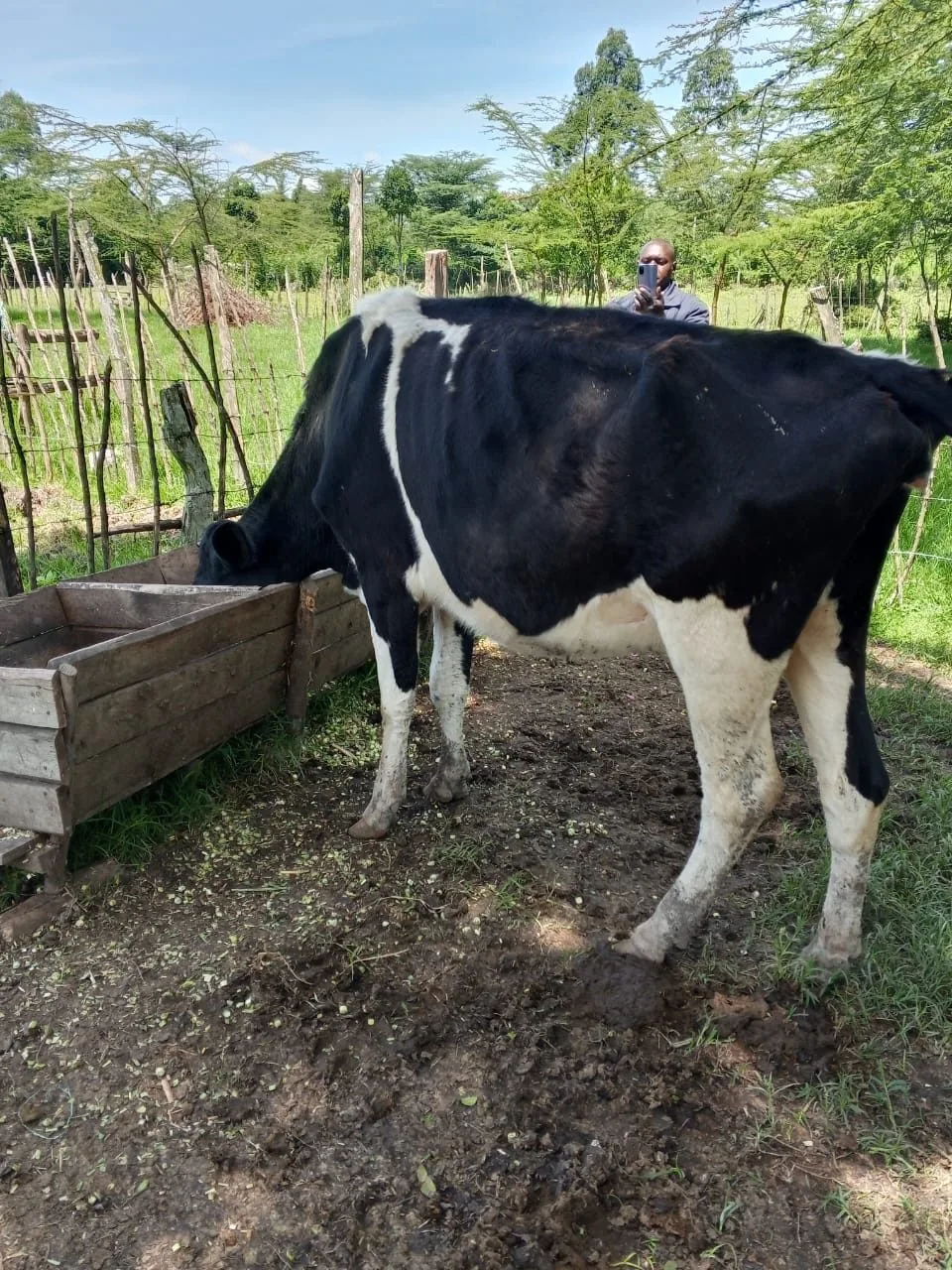 Fresian Dairy cow