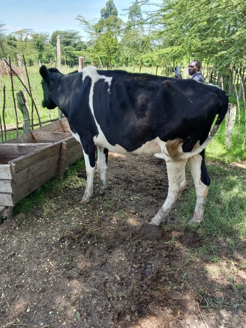 Fresian Dairy cow