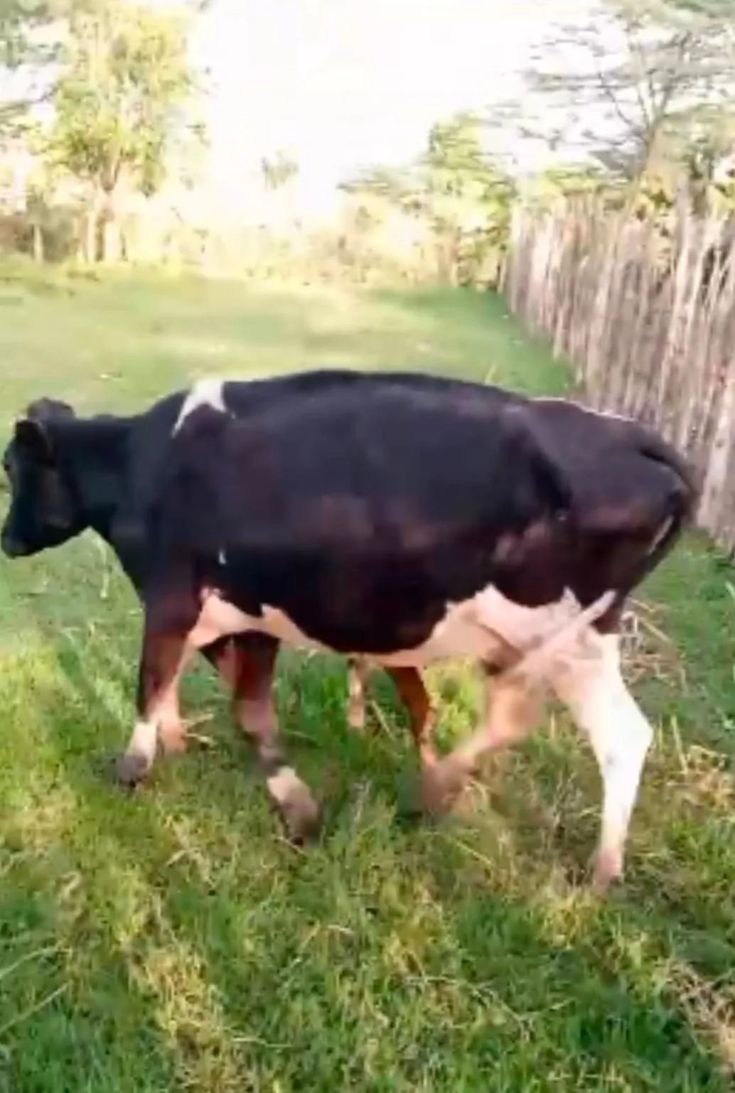 Dairy cow