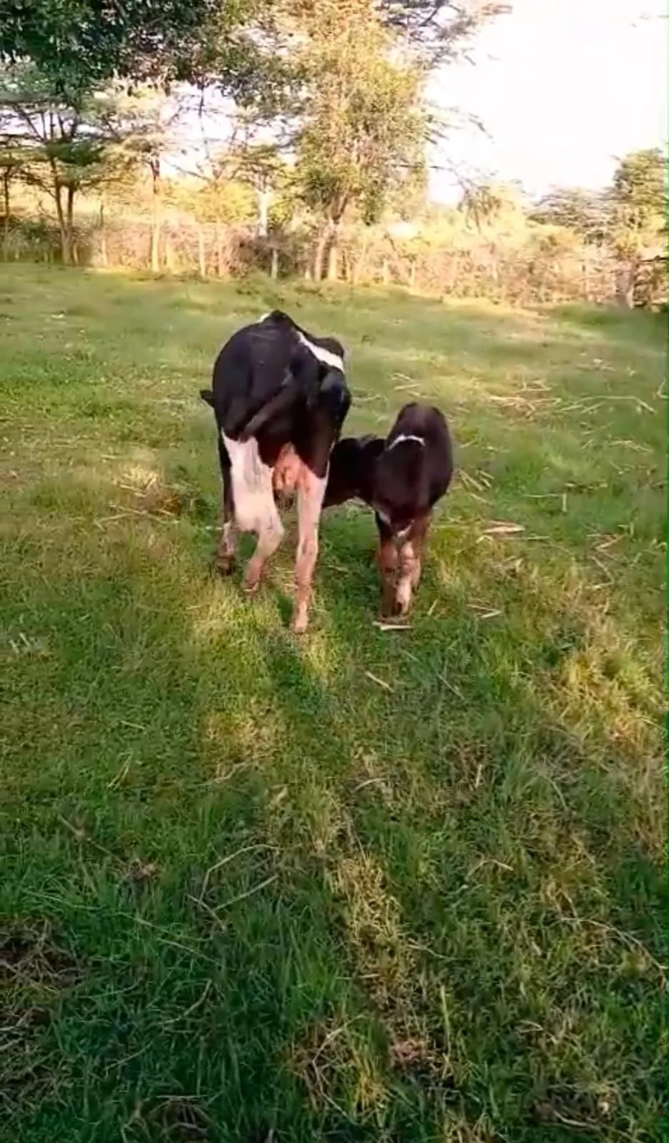 Dairy cow