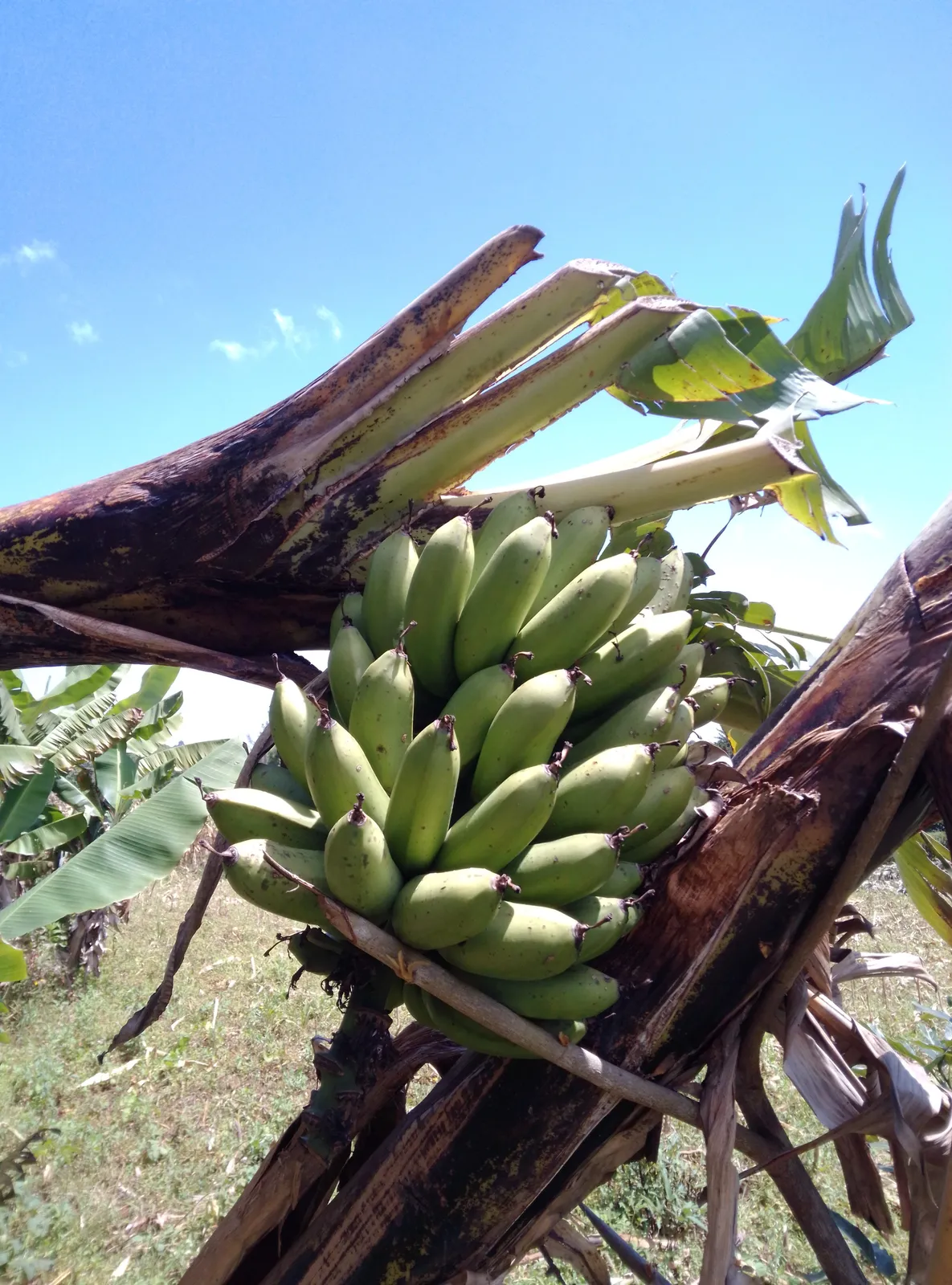 Bananas
