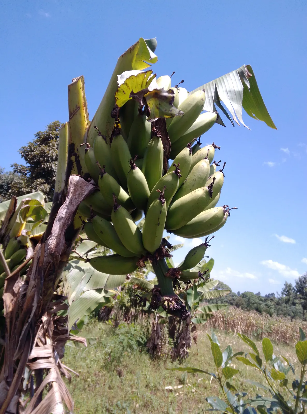 Bananas