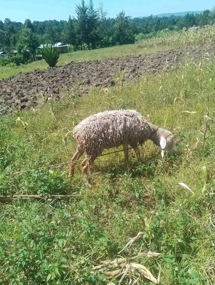 Ewe sheeps