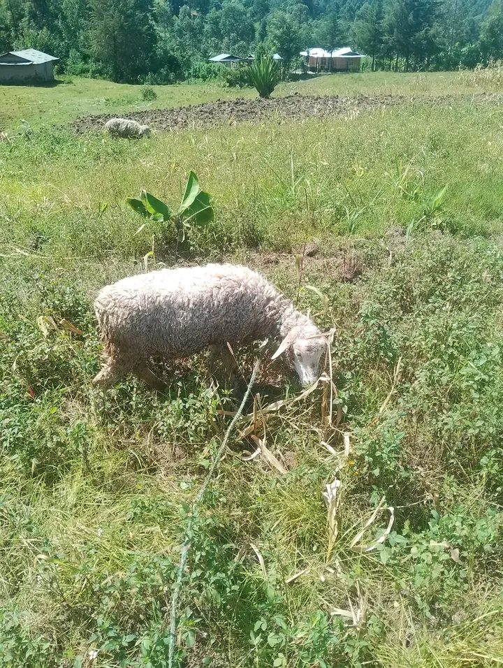 Ewe sheeps