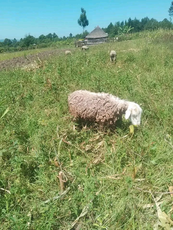 Ewe sheeps