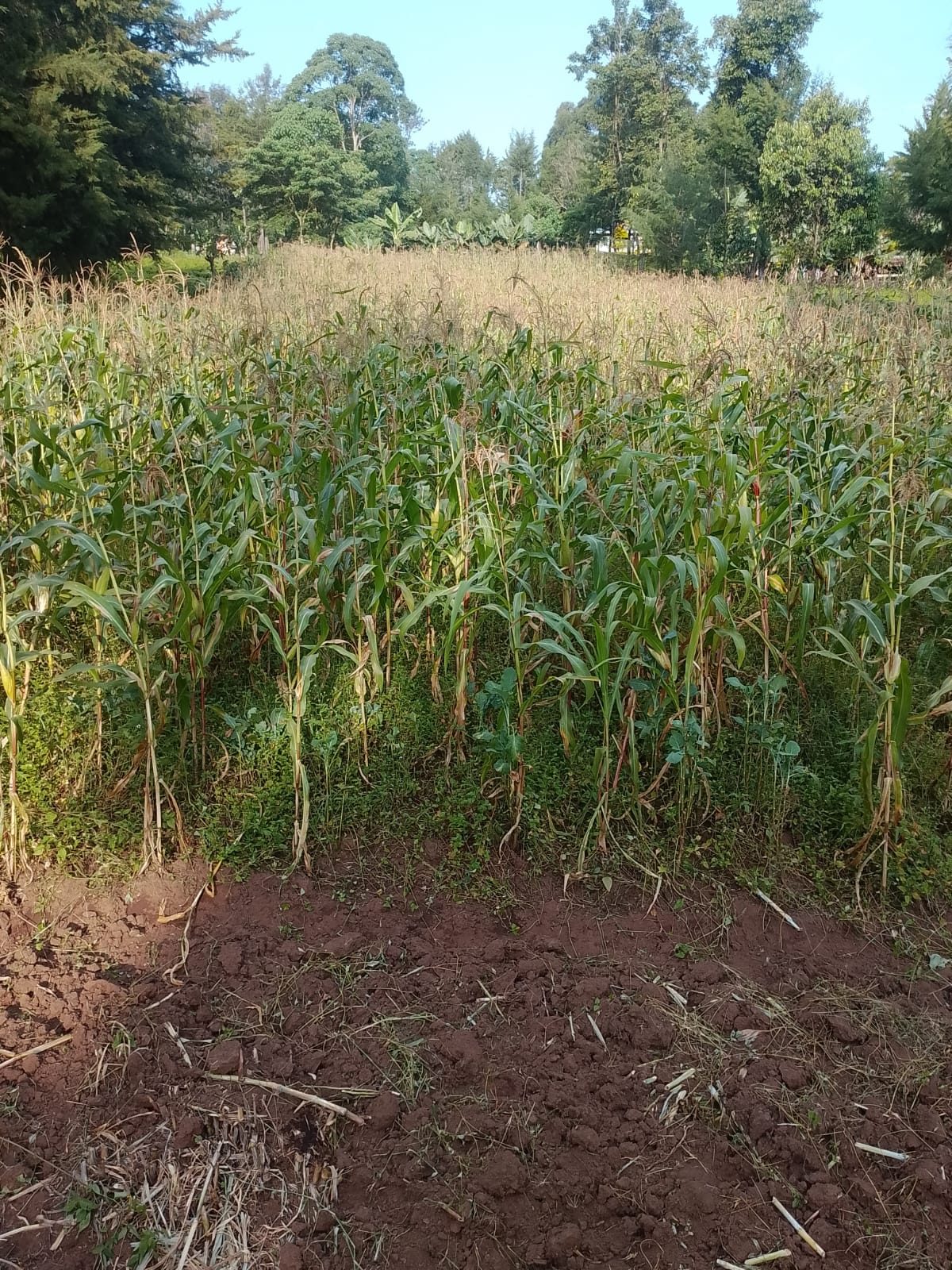 Maize ready for making silage