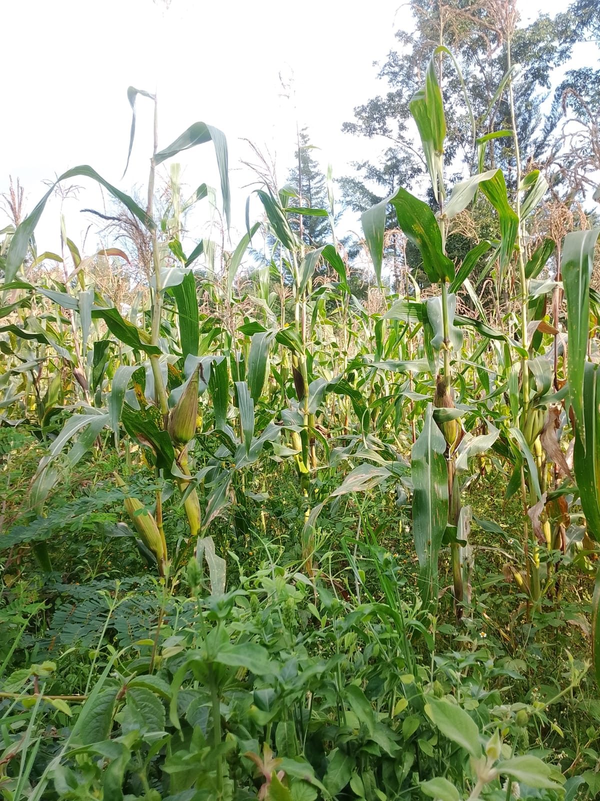 Maize ready for making silage