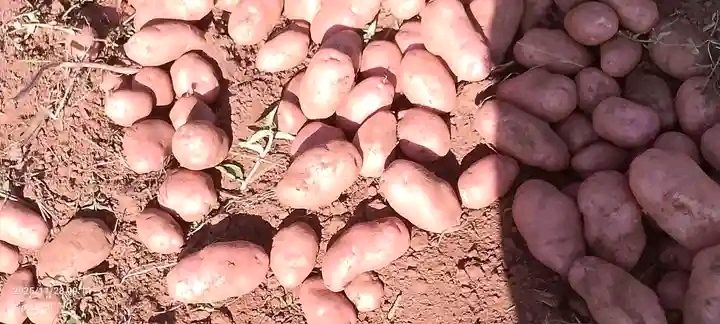 Fresh potatoes 5 months old