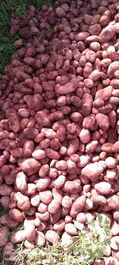 Fresh potatoes 5 months old