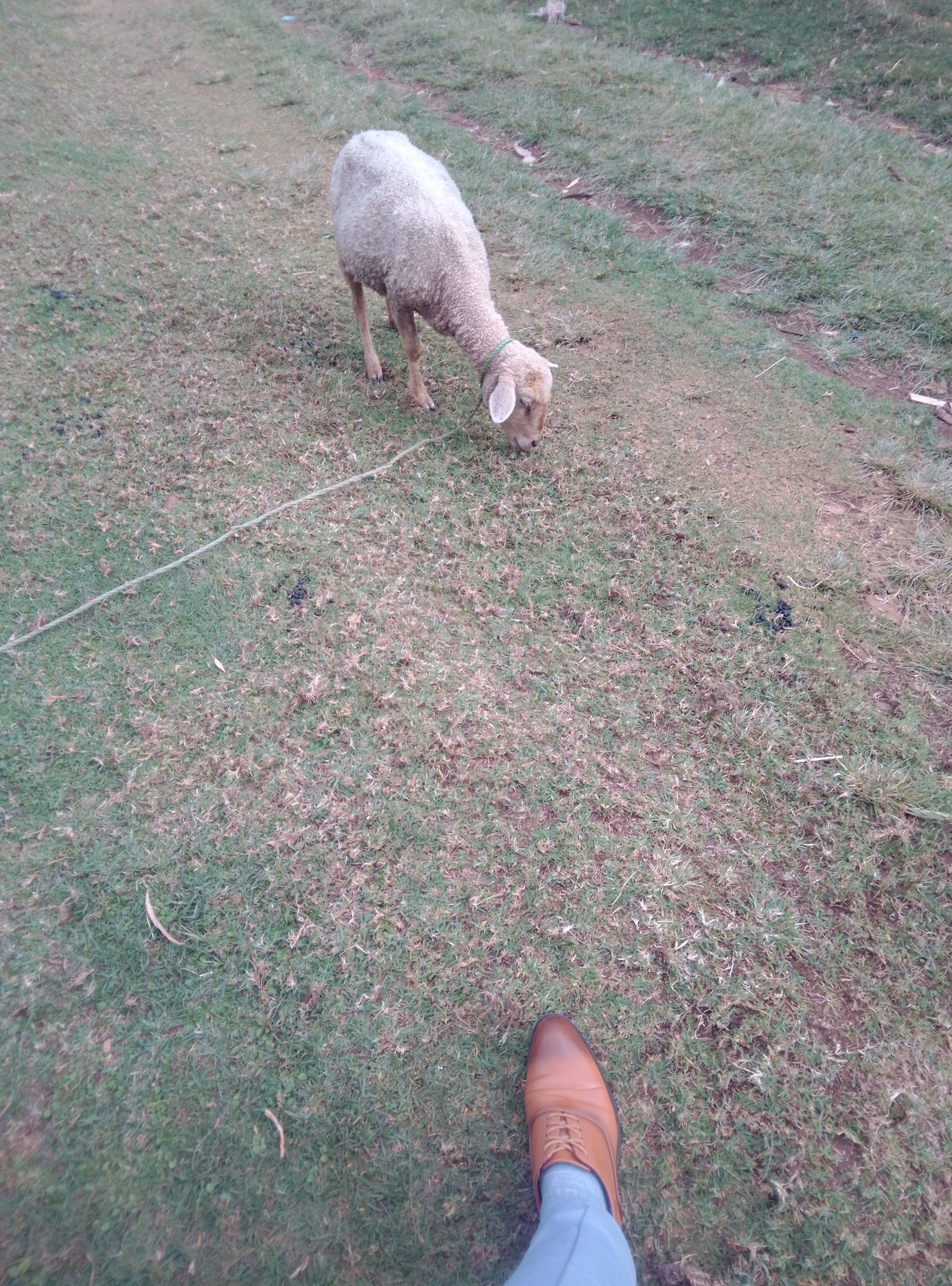 Ewe sheep