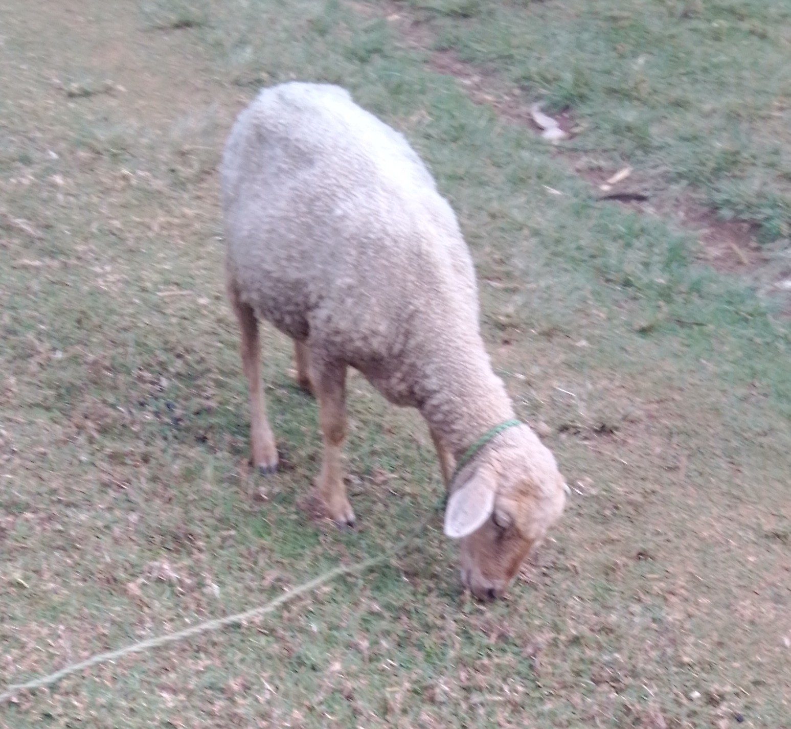 Ewe sheep