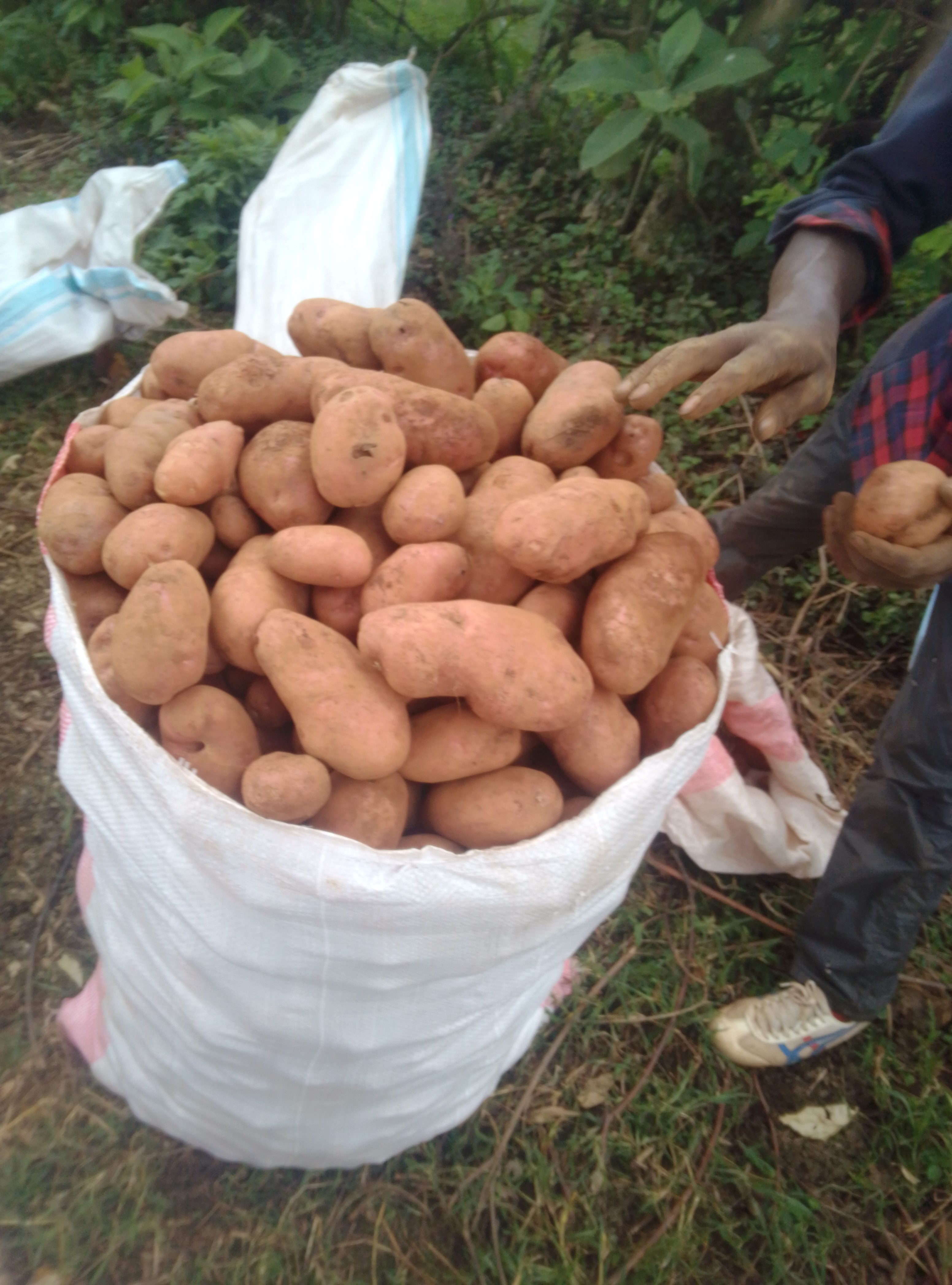 Unica potatoes