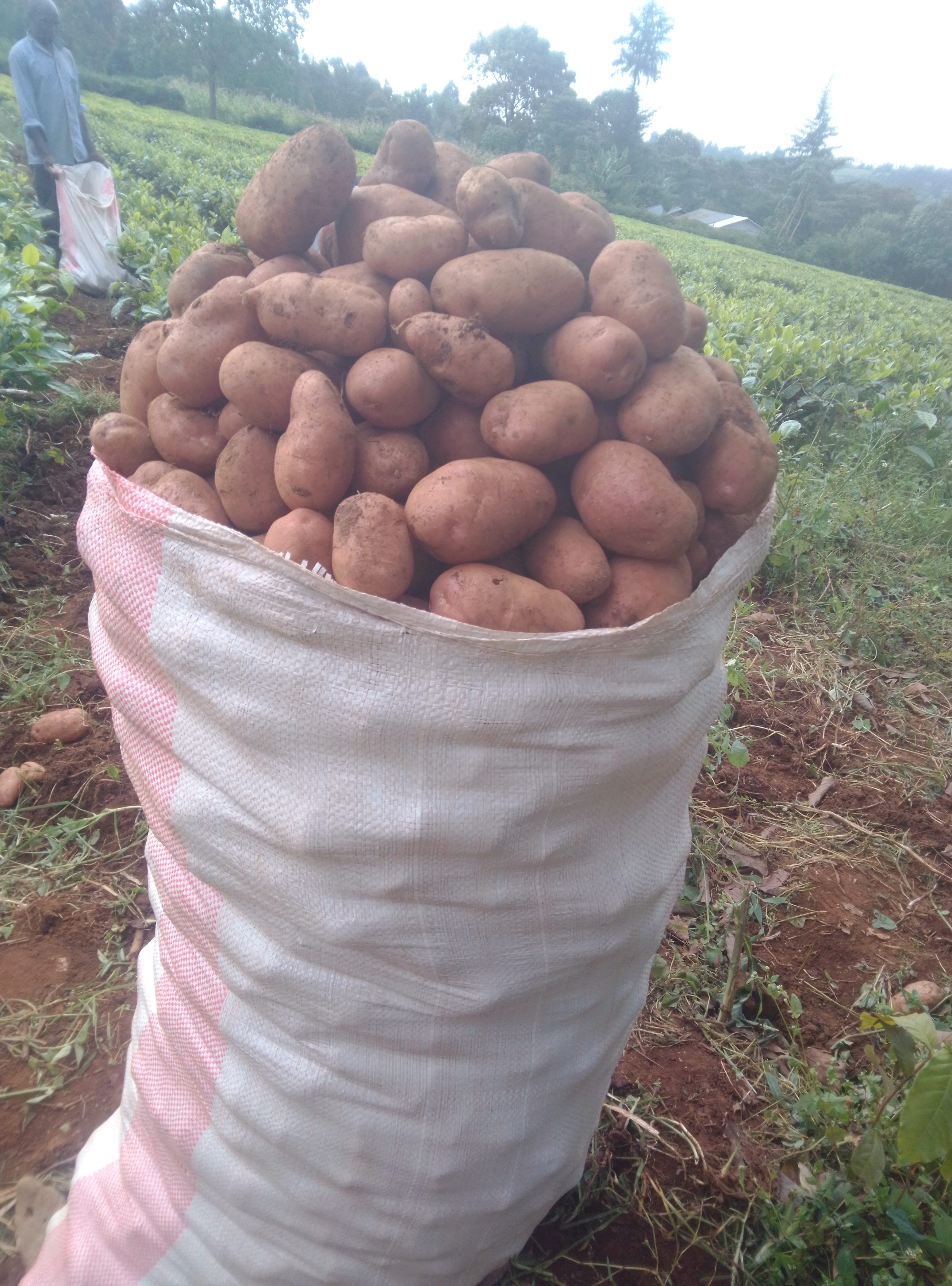Unica potatoes