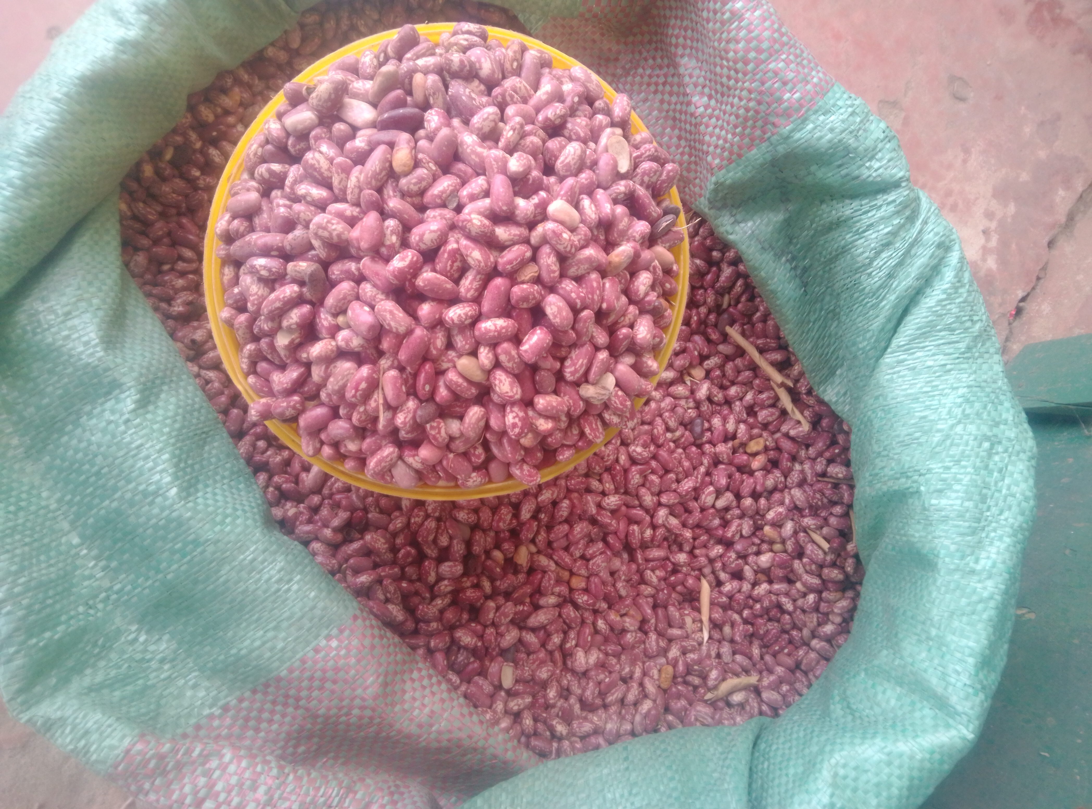 Yash Beans Rosecoco Beans