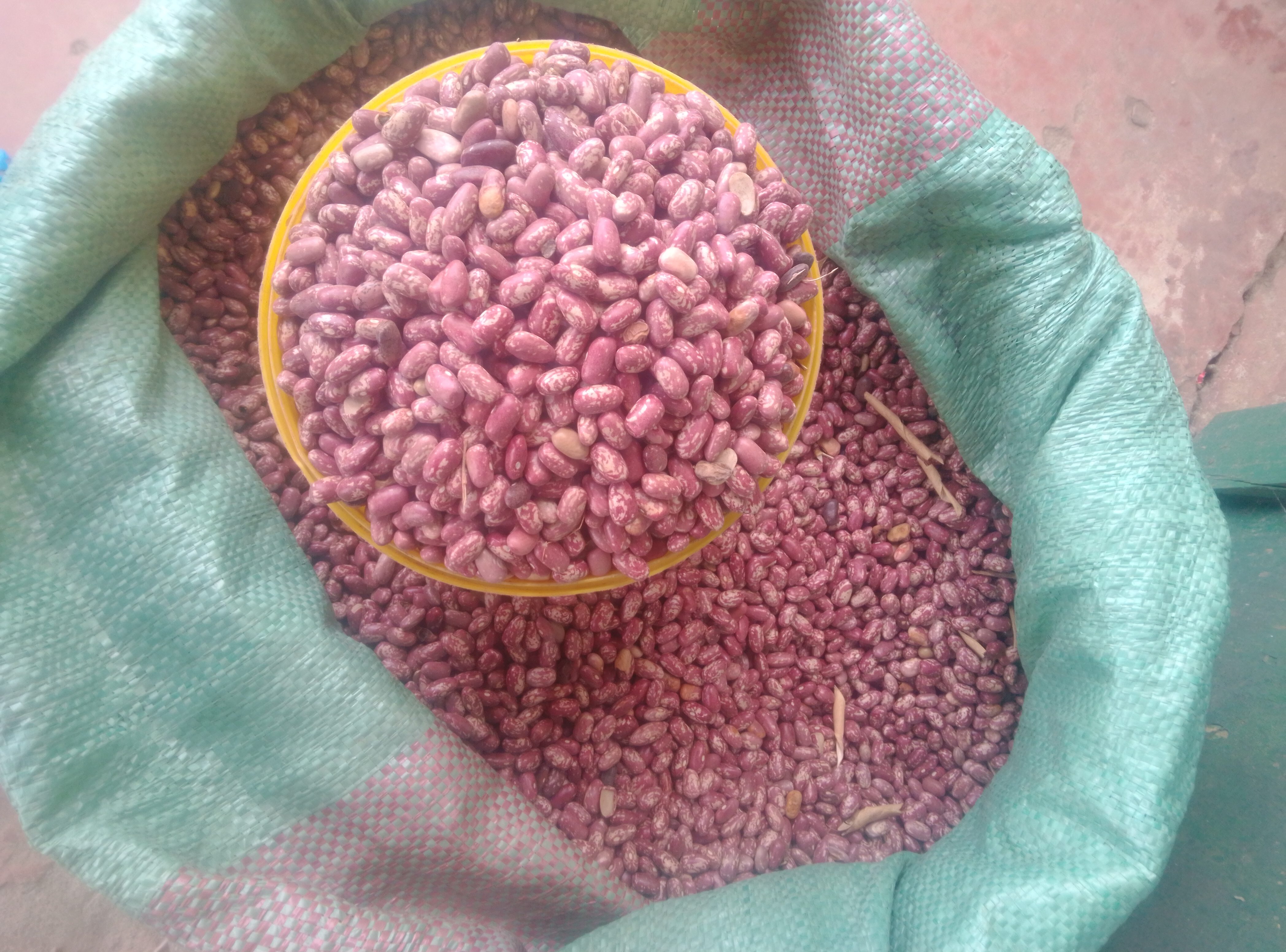 Yash Beans Rosecoco Beans