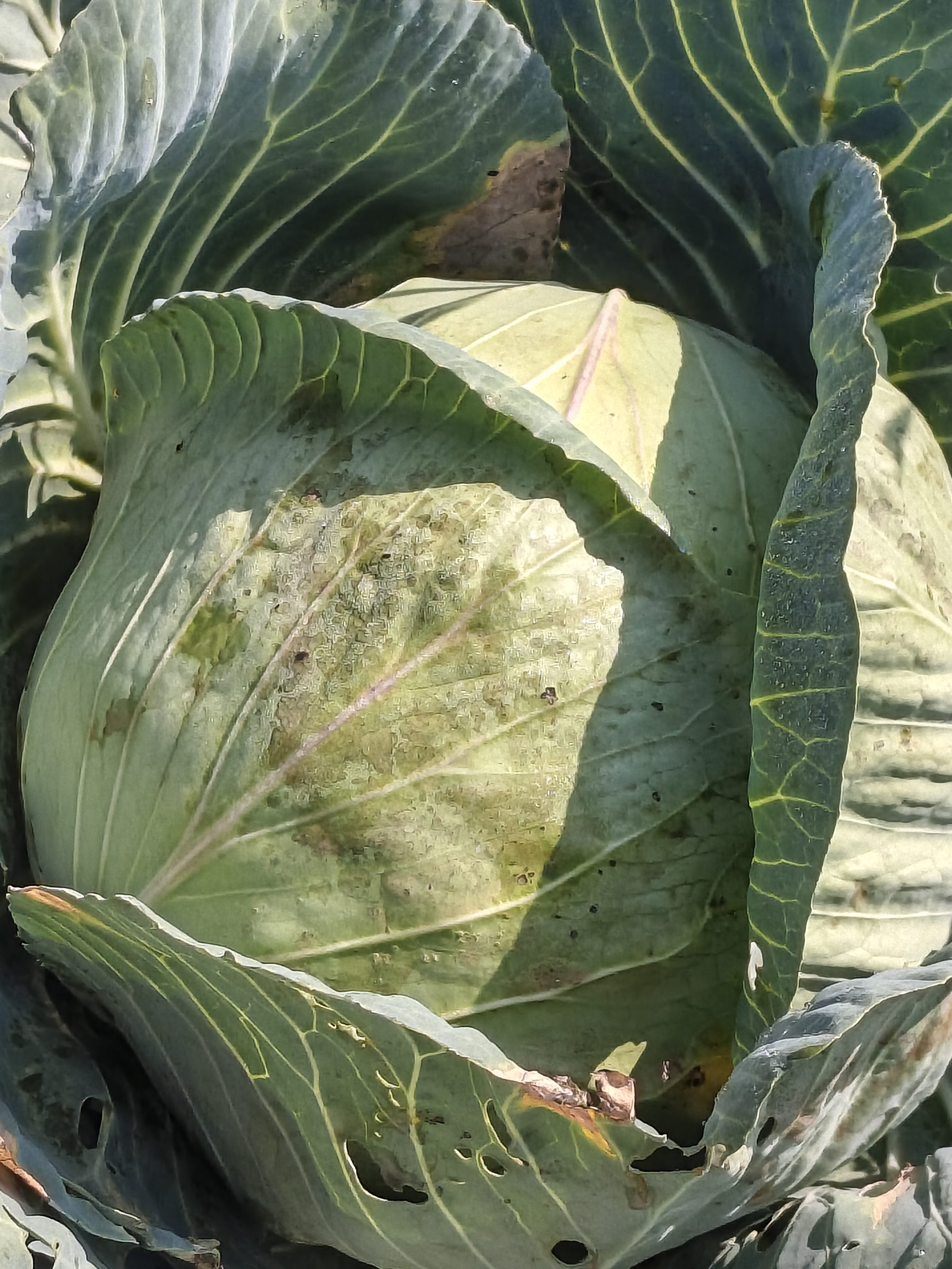 Cabbage Gloria f1