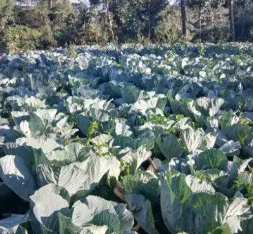 Cabbages