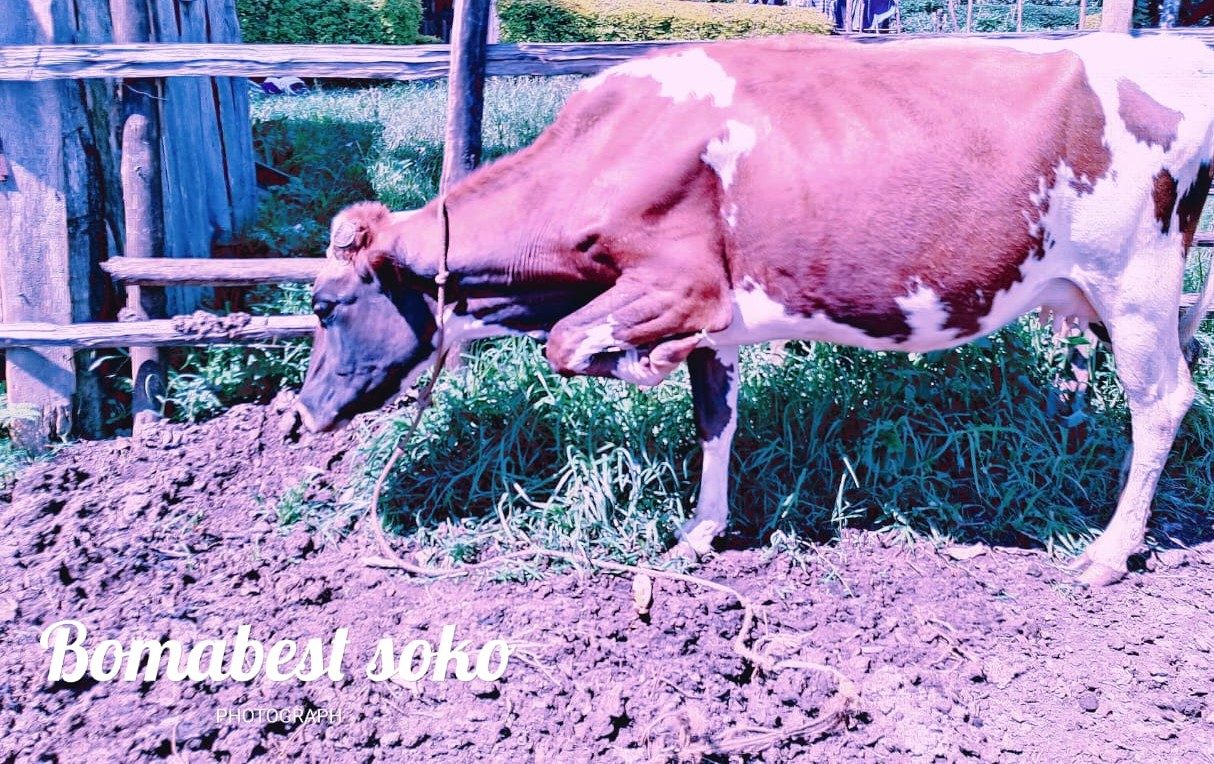 Lactating Cow