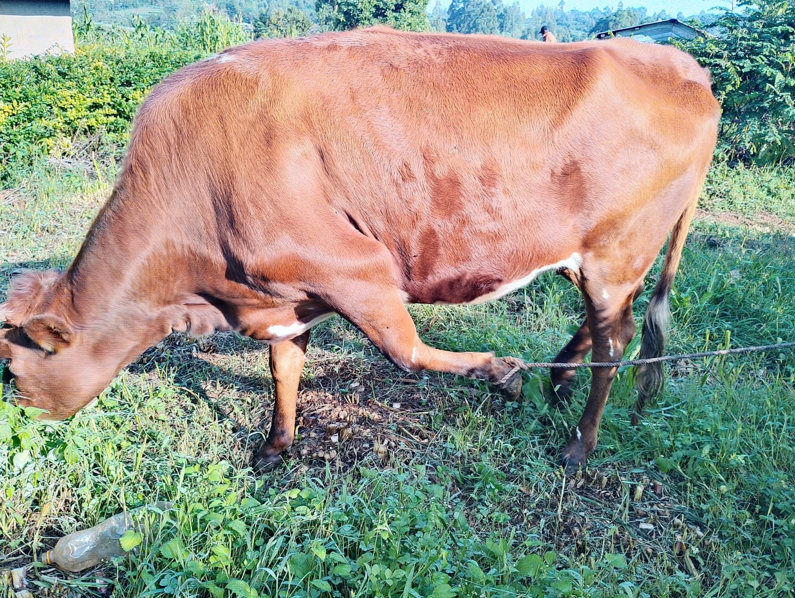 Aryshire heifer