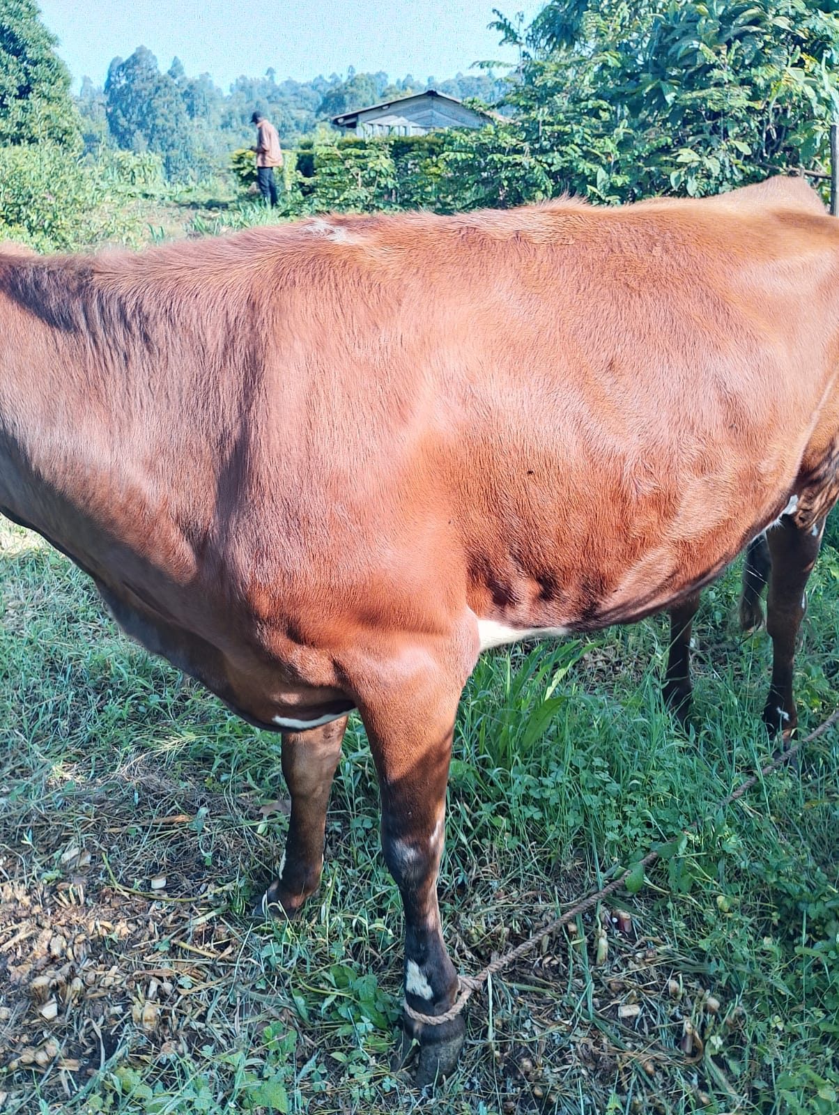 Aryshire heifer
