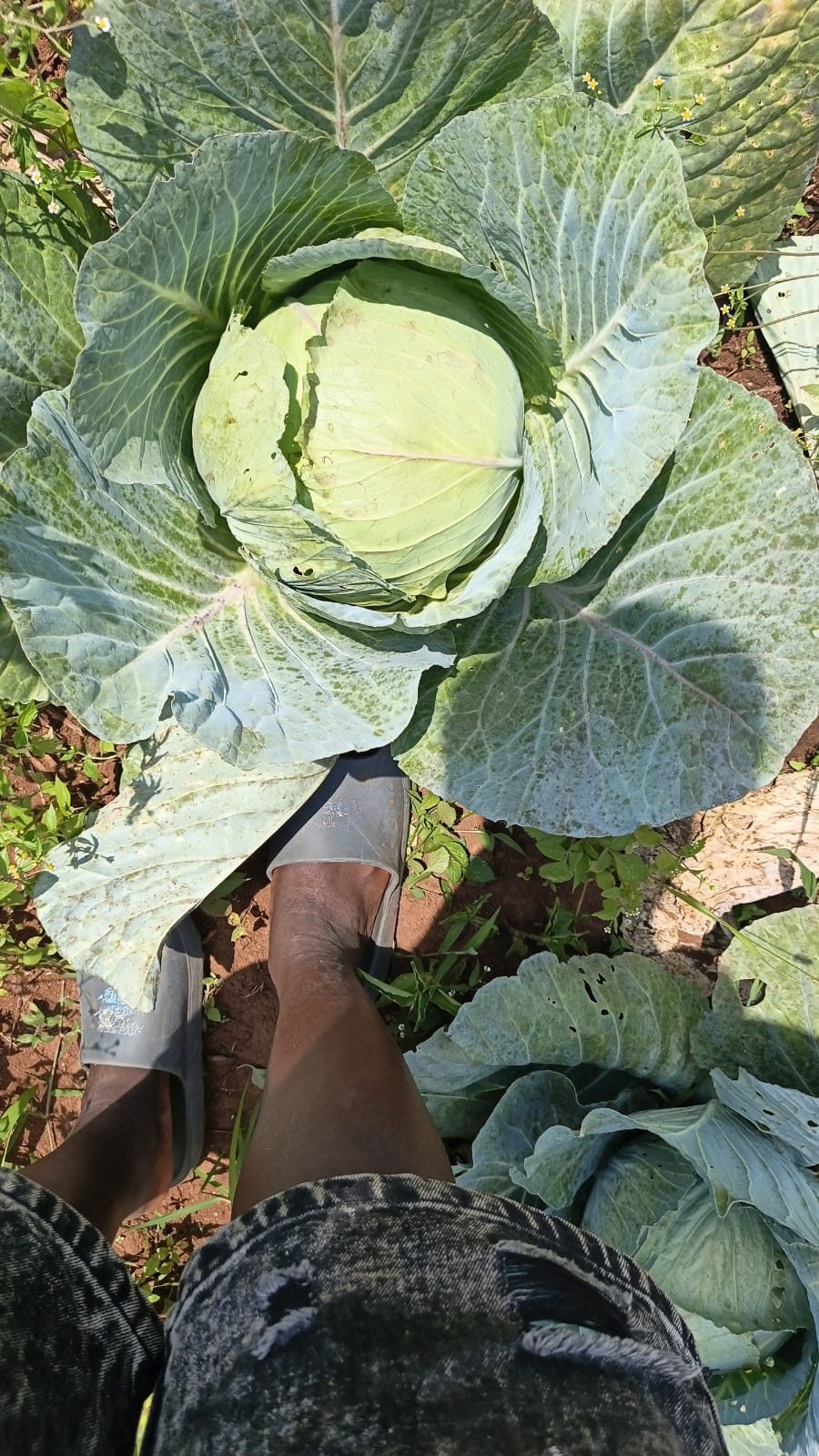 Cabbages
