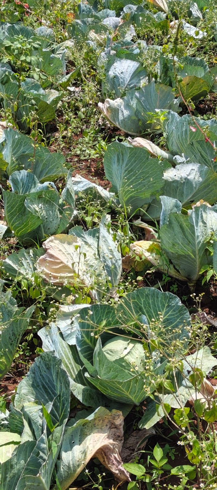 Cabbages