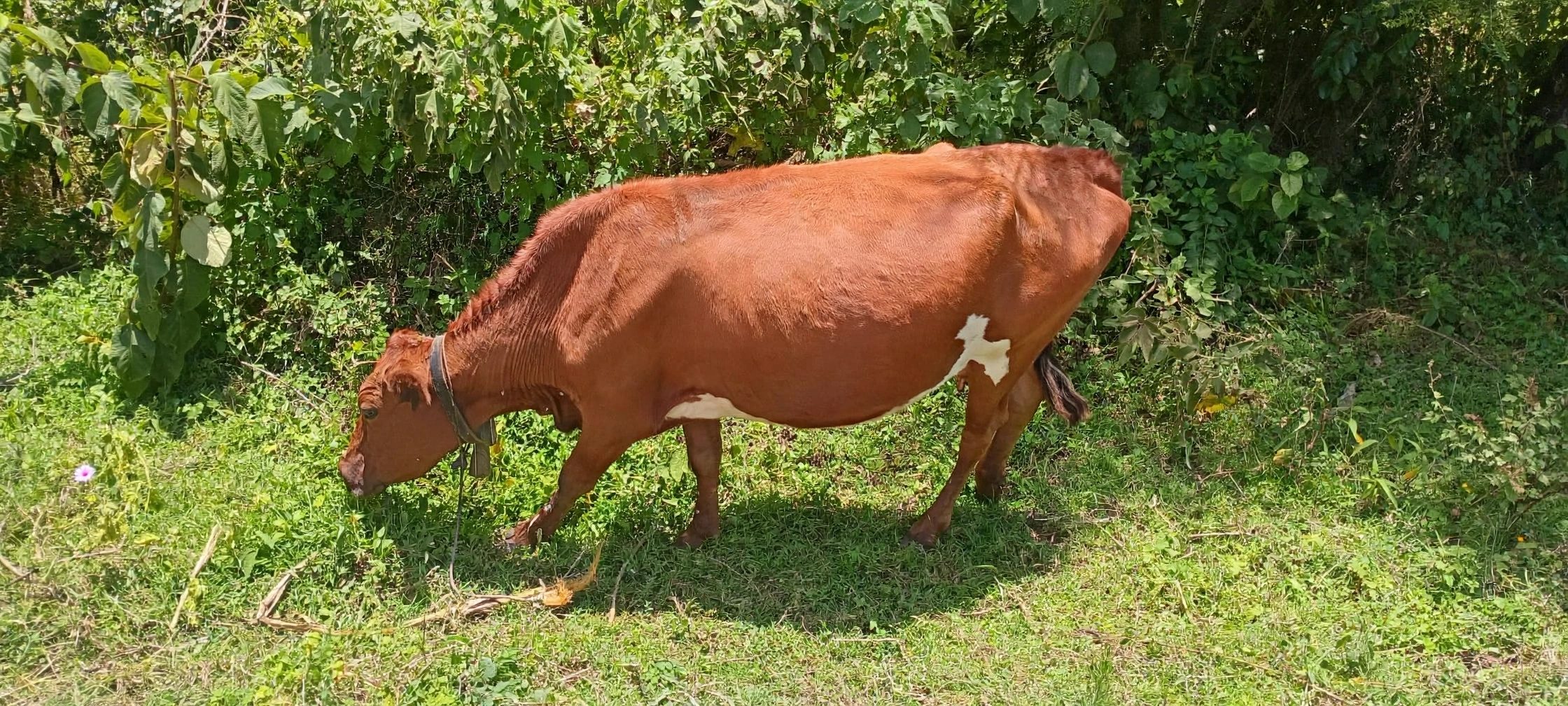 Aryshian cow