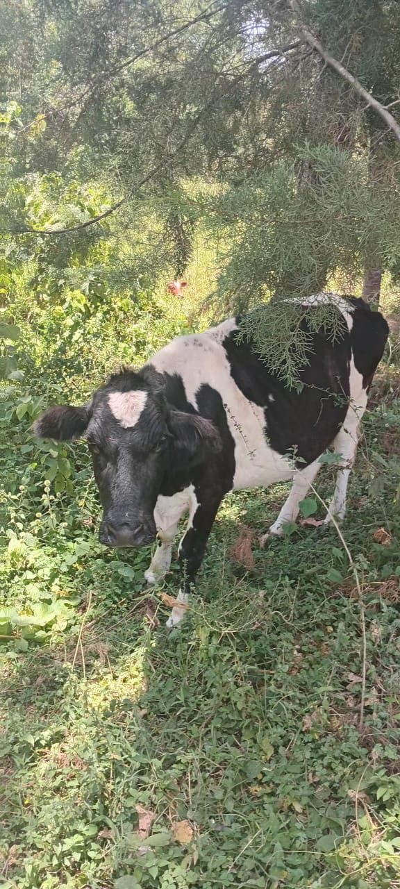 Friesian cow