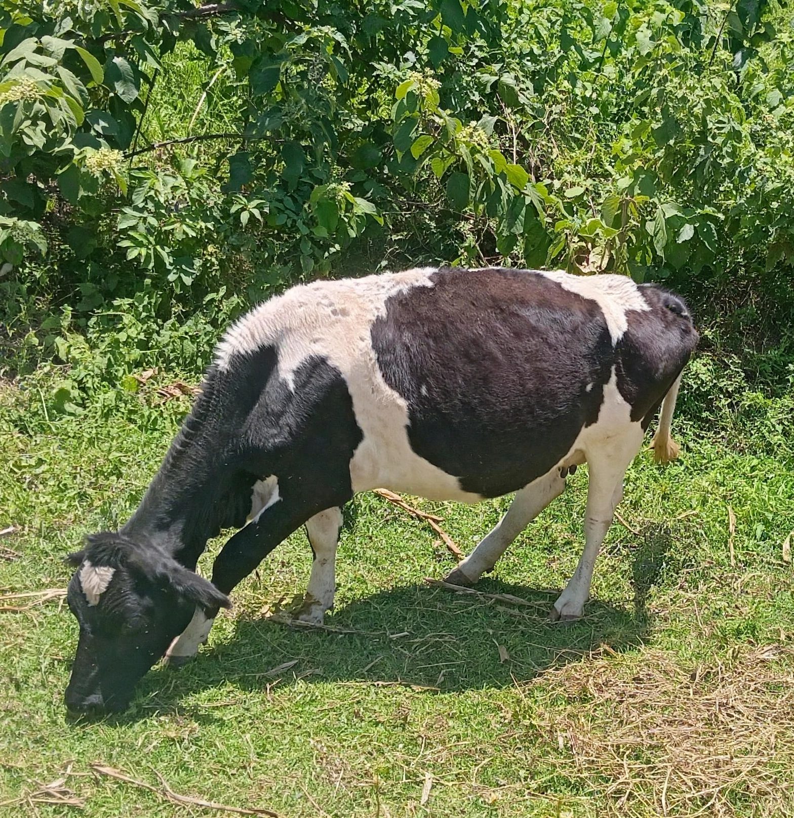 Friesian cow