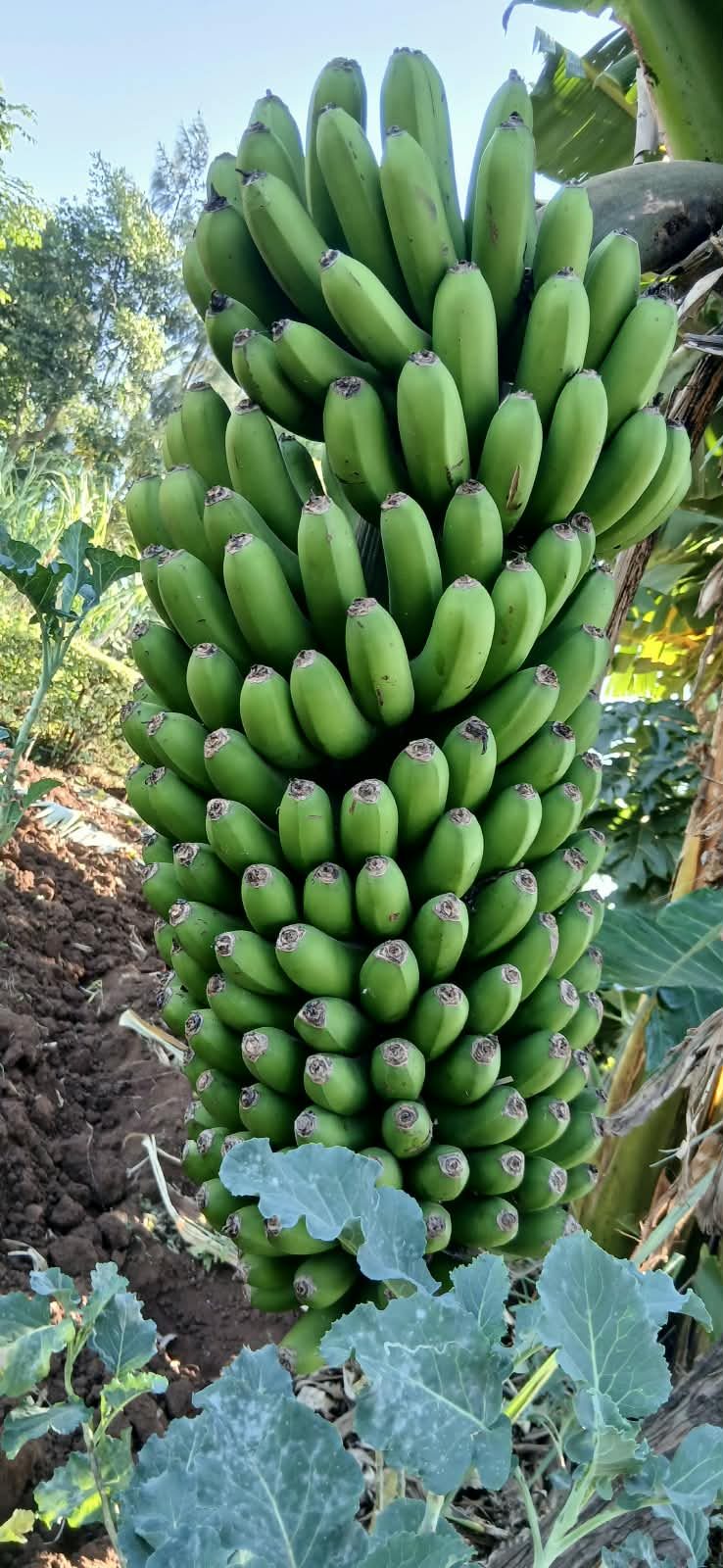 Fresh 'Ndizi ya kisii '