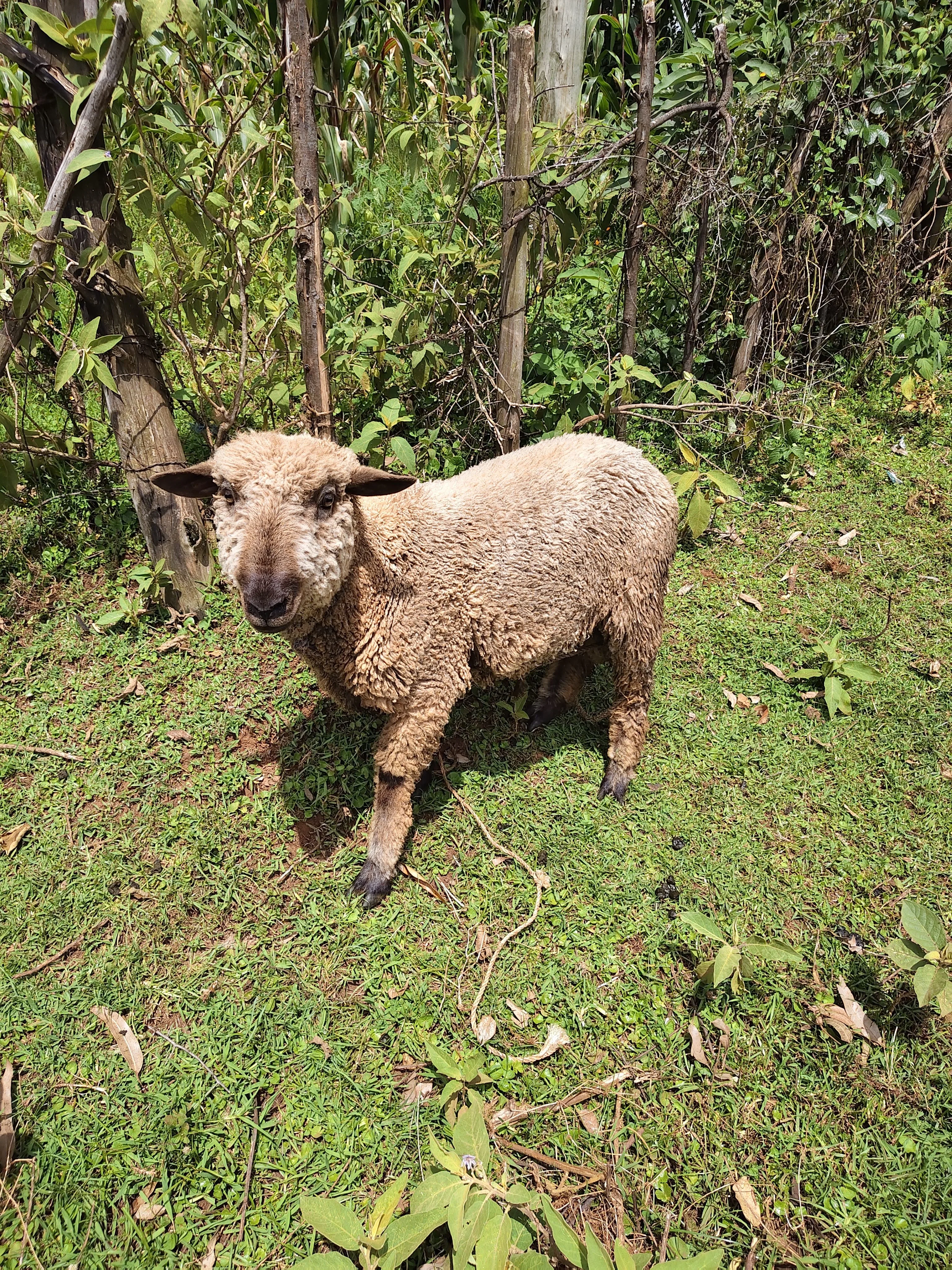 Sheep (Ram)