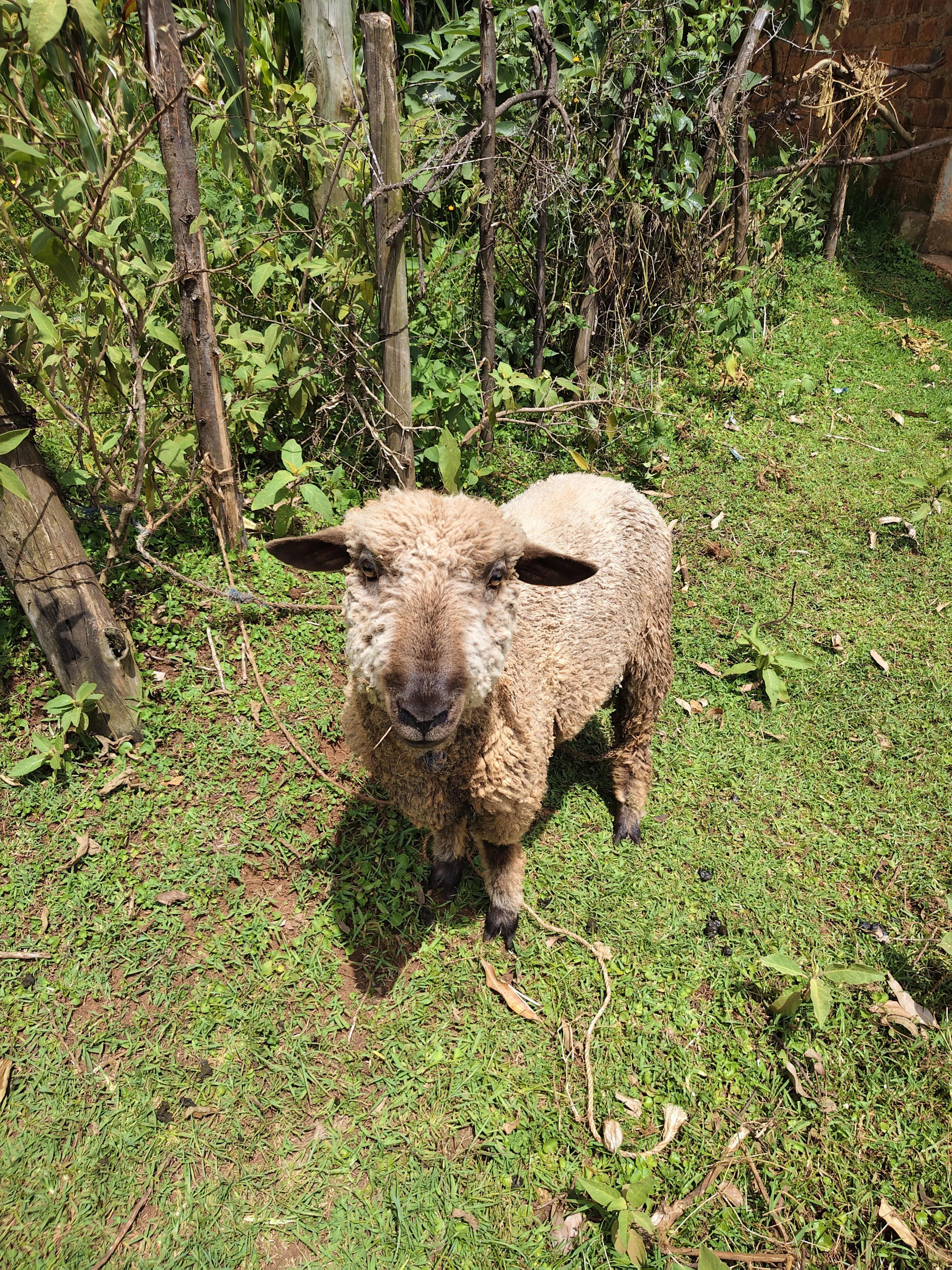 Sheep (Ram)