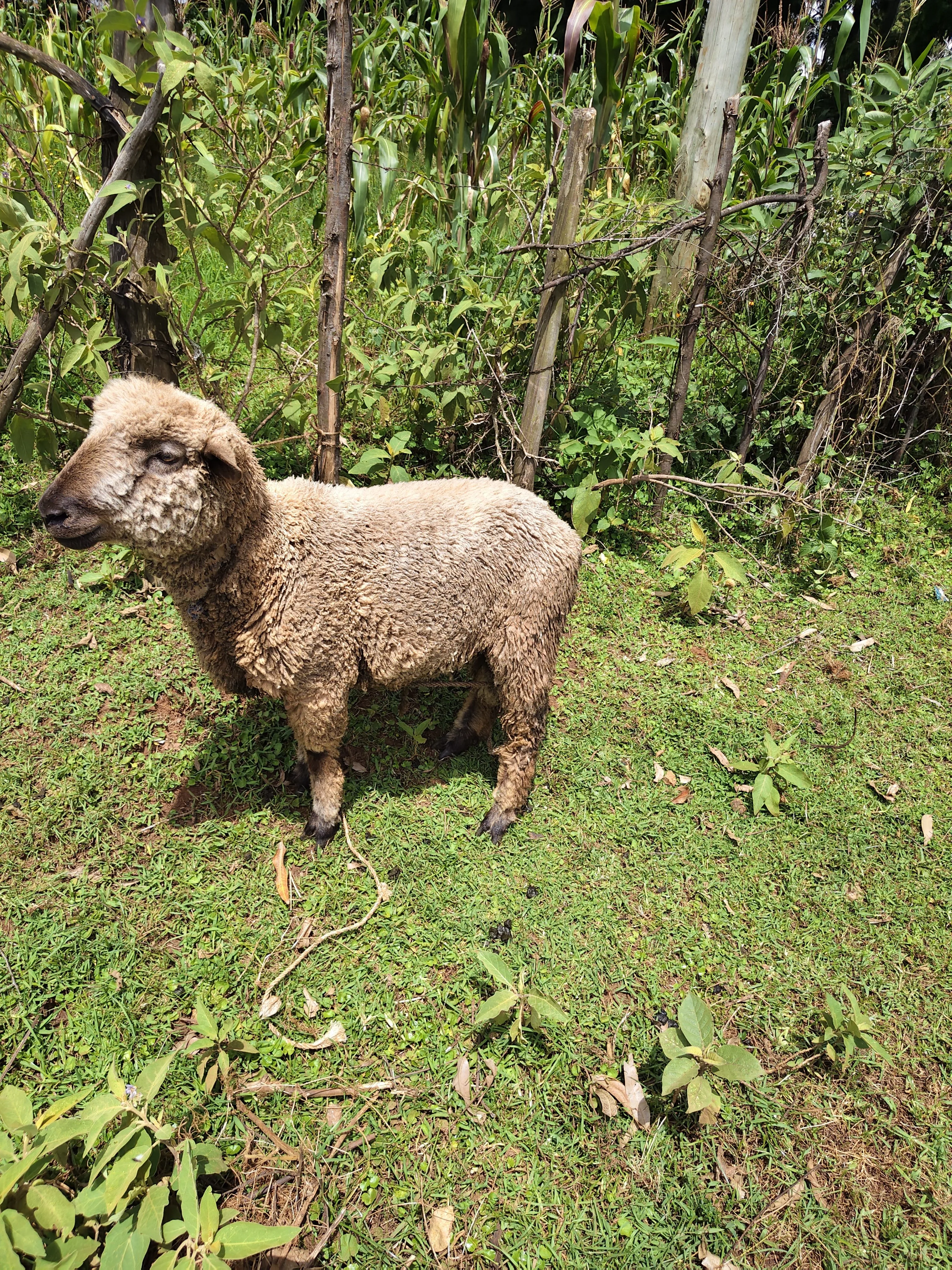 Sheep (Ram)