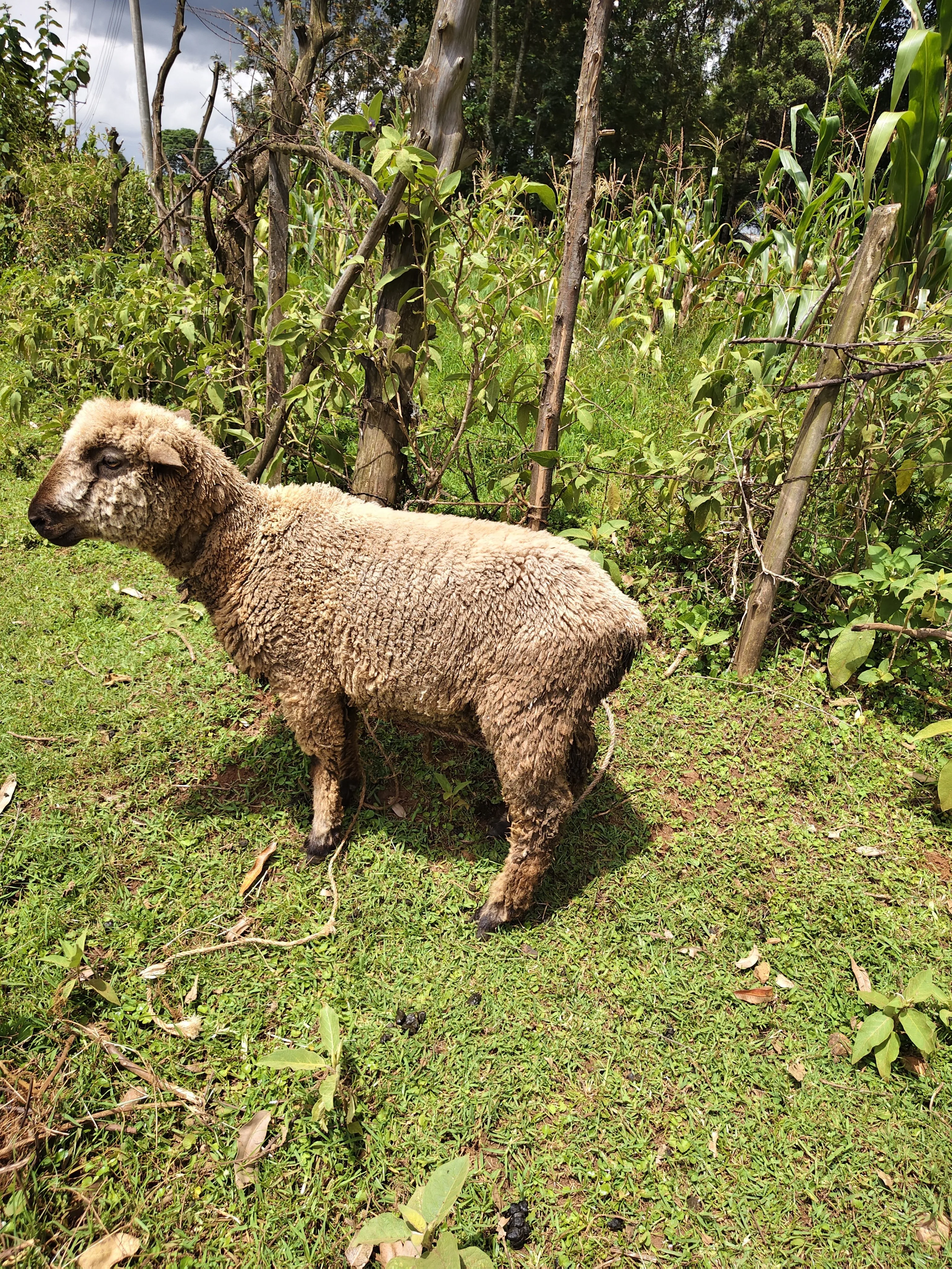 Sheep (Ram)