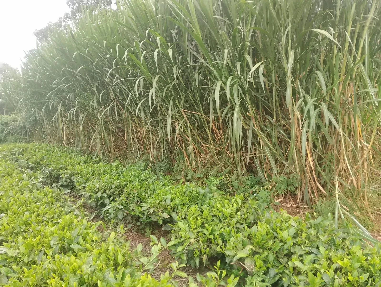 Pakchong Napier grass