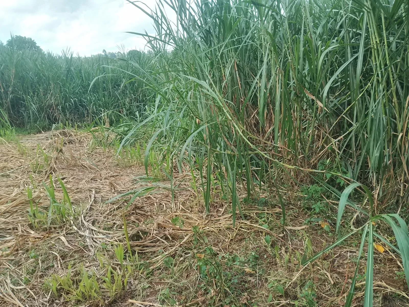 Pakchong Napier grass