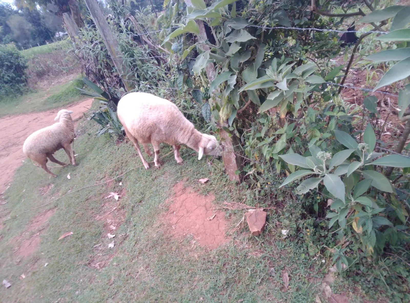 Ewe sheep