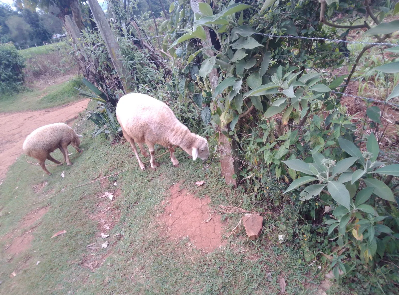 Ewe sheep
