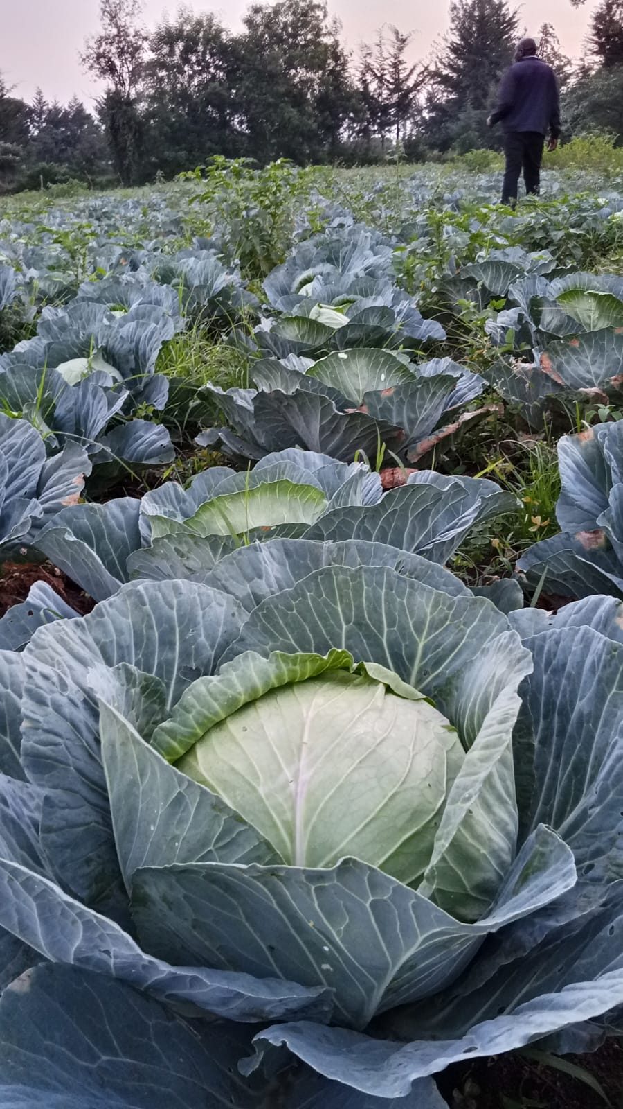 Cabbages (Gloria F1)
