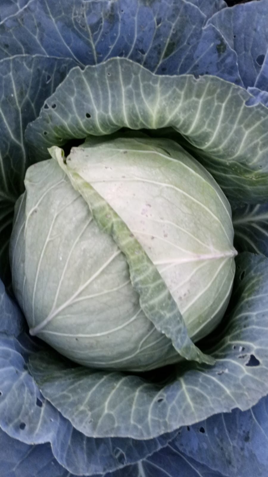 Cabbages (Gloria F1)
